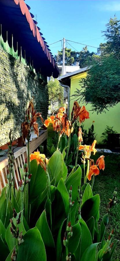 Kolonia E Artistave Apartamento Velipojë Exterior foto